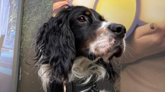 L'Institut Curie recrute Snoopy, son premier chien thérapeute