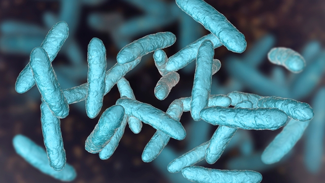 Illustration 3D d'une bactérie probiotique