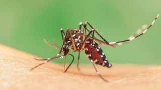 La traque au moustique tigre s'intensifie : comment lutter contre cet insecte ?