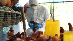 Ce que l'on sait du premier décès de la grippe aviaire H3N8 enregistré en Chine