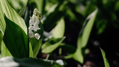 Muguet, ail des ours, acacia... Attention aux cueillettes toxiques