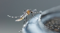 Alerte à la dengue : ce que vous devez savoir si vous allez en Guadeloupe cet été