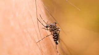 Un cas de dengue détecté à Strasbourg, une opération de démoustication en cours