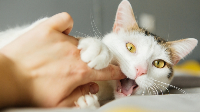 Il est nécessaire de consulter rapidement un médecin en cas de morsure par un chat