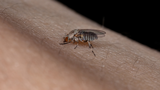 La mouche simulie, ou mouche noire, mesure entre 3 et 4 millimètres, contre 6 ou 7 millimètres pour une mouche domestique