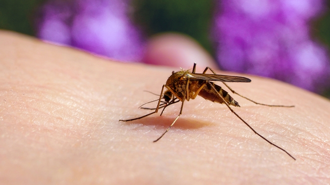 Le virus du Nil Occidental est transmis aux humains par les piqûres de moustiques communs