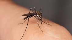 Dengue : comment éviter les piqûres de moustique tigre ?
