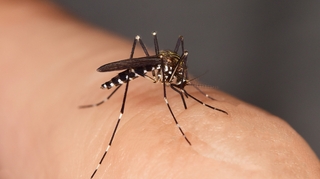 Dengue : comment éviter les piqûres de moustique tigre ?