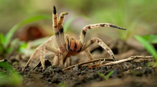 Quand le venin d’une araignée mortelle soigne les problèmes d’érection