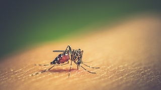 Dengue : ce que l’on sait du premier cas autochtone détecté en Île-de-France