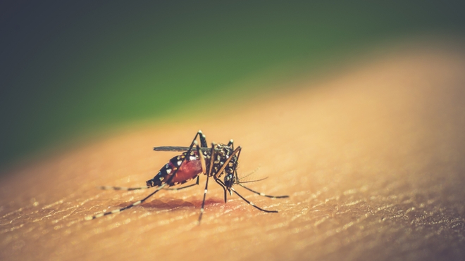 Deux opérations de démoustication sont prévues afin "de réduire le risque de propagation de la dengue"