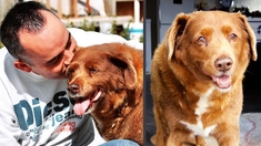 Bobi, le chien le plus vieux du monde, est mort à 31 ans