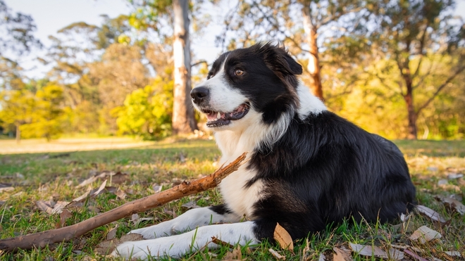 Les chiens sont capables d'identifier, à l’odeur, des maladies comme le cancer du sein ou de la prostate, le diabète ou encore des pathologies rénales