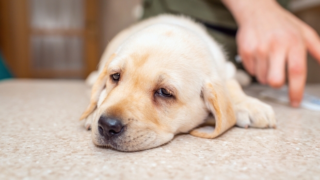 La plupart des chiens en bonne santé et complètement vaccinés présentent des symptômes légers et se rétablissent bien.