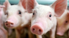 Un premier cas de grippe porcine détecté chez un humain : ce qu'il faut savoir