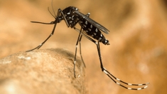 La Guyane en proie à la dengue