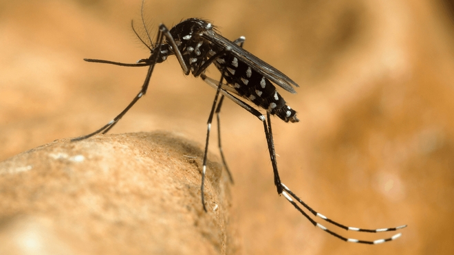 La dengue est transmise par les moustiques tigres