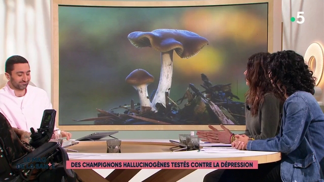 Des champignons hallucinogènes testés contre la dépression