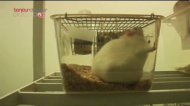 Couverture hypothermique : tout pour préserver le cerveau des bébés – Reportage dans les laboratoires et au service de néonatalogie de l'hôpital Robert-Debré (Paris). Vidéo du 8 avril 2010