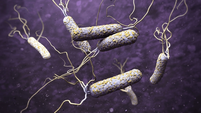 La bactérie responsable du choléra, appelée Vibrio cholerae, se transmet par les eaux ou les aliments souillés et les mains sales