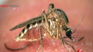 Les moustiques responsables du paludisme en voie de disparition