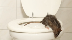 Mordu par un rat dans ses toilettes, il est hospitalisé pour une infection généralisée