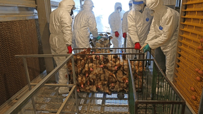 Une petite fille de 11 ans est décédée en février 2023 après avoir été infectée par la souche H5N1 de la grippe aviaire