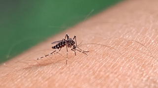 Le nombre de cas de dengue explose en France : comment se protéger ?