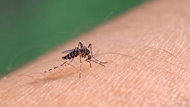 Le nombre de cas de dengue explose en France : comment se protéger ?