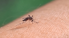 Peut-on attraper la dengue deux fois ?