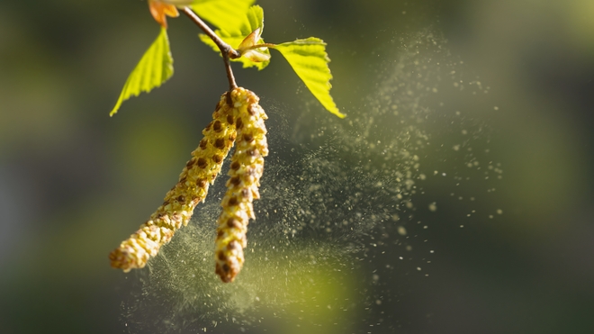 La pluie favorise la croissance des graminées, comme le blé ou l’orge, des produits très allergènes