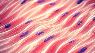 Sepsis : réparer les muscles grâce aux cellules souches