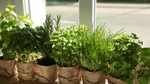 Basilic, persil, thym... quels sont les bienfaits des herbes aromatiques ?