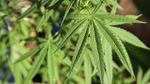 H4-CBD, H2-CBD... des nouveaux dérivés du cannabis bientôt interdits en France