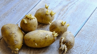 Ce que vous risquez si vous mangez des pommes de terre germées