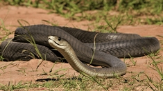 Comment le venin de serpent peut sauver des vies