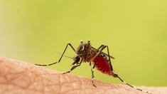 Ce qui fonctionne vraiment contre les moustiques