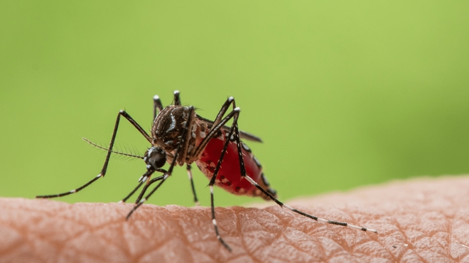 Le Chikungunya se transmet principalement par l'intermédiaire du moustique tigre