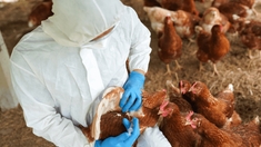 Un mort d'une souche de grippe aviaire encore jamais détectée chez l'humain