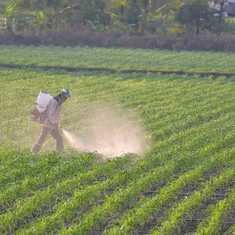 Pesticides : retour au bio ?