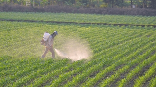 Pesticides : retour au bio ?