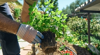 Jardiner sans pesticides