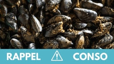 Risque de diarrhées et de vomissements : ne consommez pas ces moules