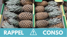 Rappel produit : plusieurs Ananas