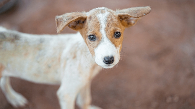 L'amende pour maltraitance animale peut s'élever à 75 000 € pour les sévices les plus graves 