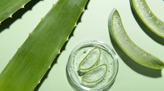 Quels sont les véritables bienfaits de l’Aloe vera ?