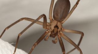 Un Italien meurt après avoir été mordu par une araignée recluse