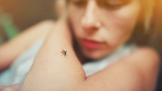 Pourquoi les moustiques piquent-ils certaines personnes plus que d'autres ?