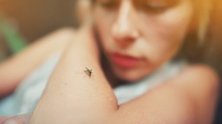 Pourquoi les moustiques piquent-ils certaines personnes plus que d'autres ?