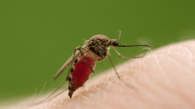 Transmise par des insectes comme les moustiques, la fièvre d'Oropouche a été détectée pour la première fois au Brésil en 1960